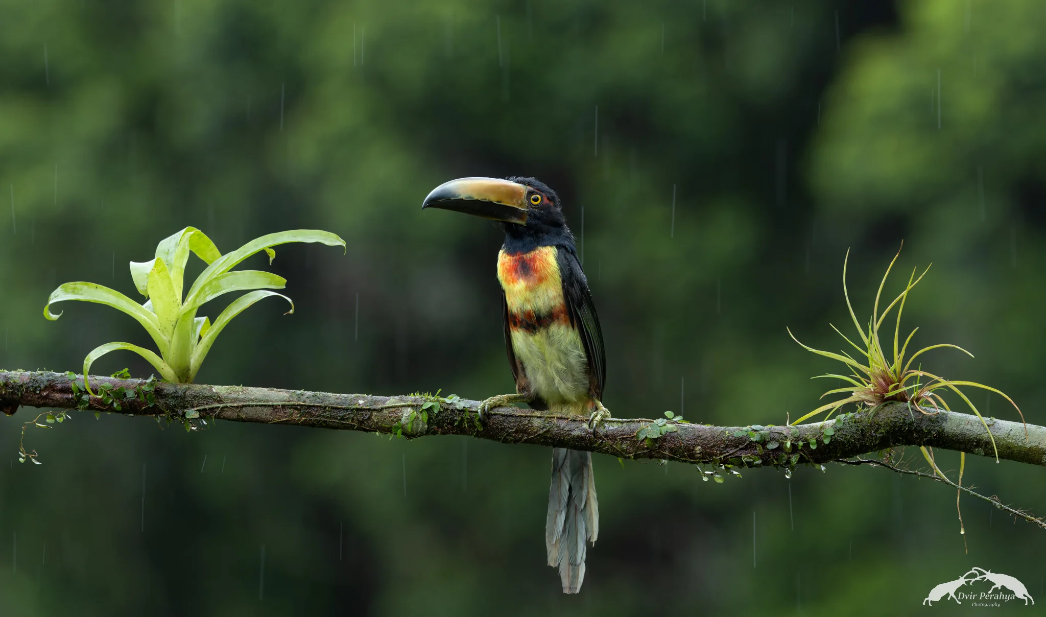 Collared Aracari, Boca Tapada